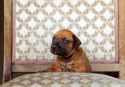 Quint Essence Litter 1.Woche