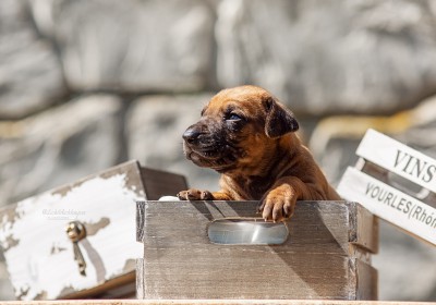 Quint Essence Litter 1.Woche Teil 2