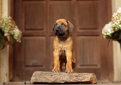 Quint Essence Litter 4.Woche